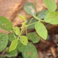 Cajanus rugosus (Wight & Arn.) Maesen